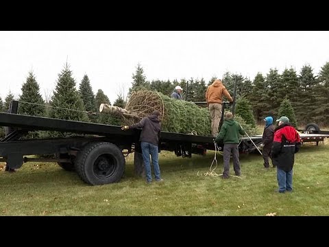 Albero di Natale della Casa Bianca: abete del Michigan vince il concorso nazionale