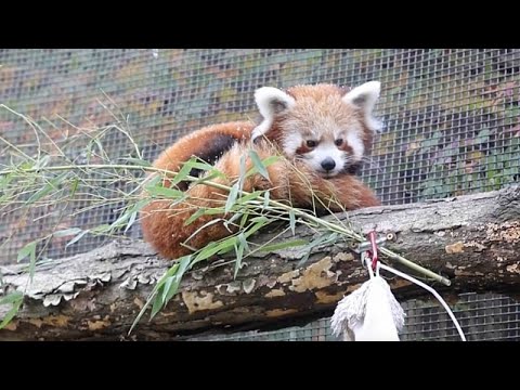 Cuccioli di panda rosso scoprono la neve per la prima volta in uno zoo negli Stati Uniti