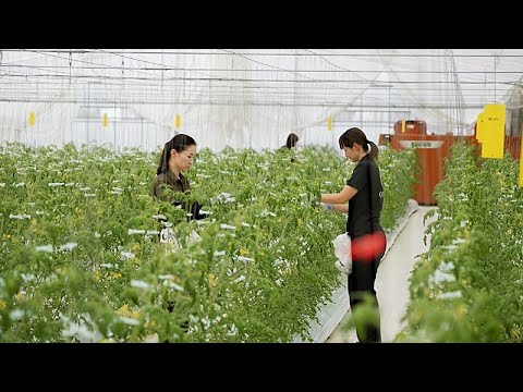 Le innovazioni giapponesi nel food tech per risolvere le sfide mondiali della sicurezza alimentare
