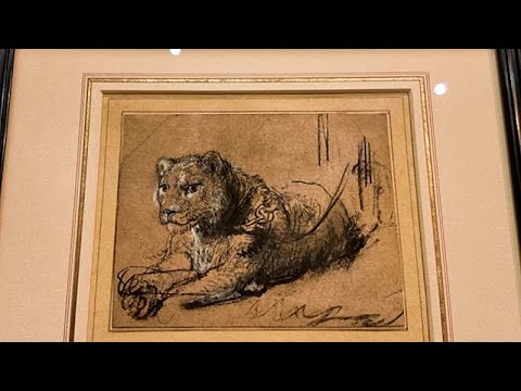 Raro disegno di un leone di Rembrandt, vecchio di 400 anni, va all’asta