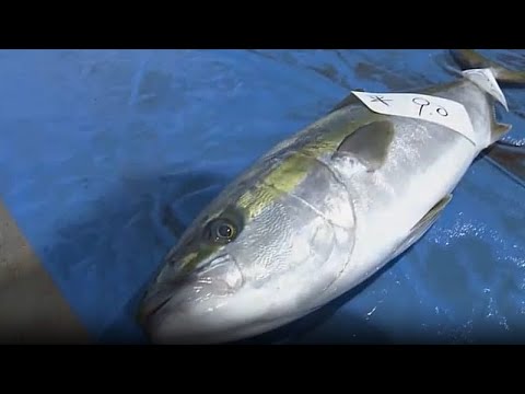 Giappone: Ricciola a prezzo record venduta a oltre 22mila euro alla prima asta invernale di Ishikawa