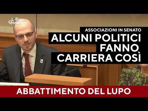 “Abbattimento del lupo? Inutile, ma alcuni politici fanno carriera così”: contro il declassamento