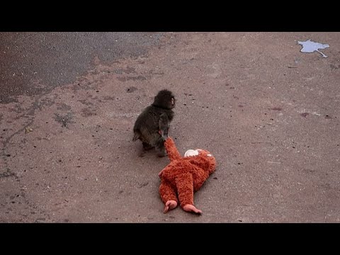 Folla allo zoo in Giappone per Punch, il cucciolo di scimmia virale