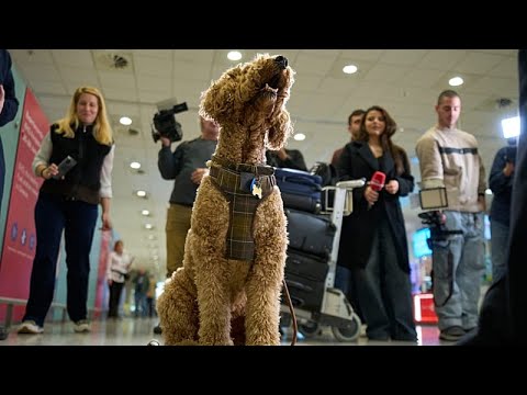 Atene, atterrato volo da Abu Dhabi con cittadini greci e i loro animali domestici