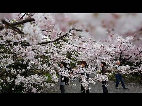 Giappone: a Tokyo inizia la stagione dei sakura con i picnic al parco Ueno
