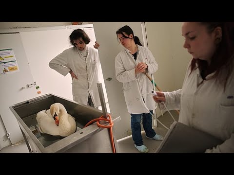 A Parigi l’ospedale veterinario che cura gli animali selvatici vittime dell’attività umana