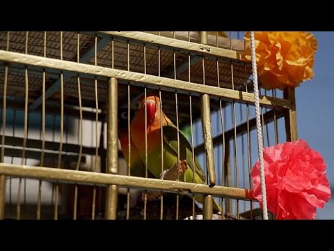 Città del Messico, venditori di uccelli difendono tradizione della Domenica delle Palme