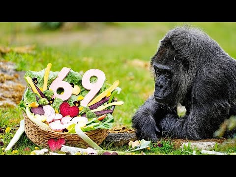 Germania, lo zoo di Berlino festeggia i 69 anni del gorilla più anziano