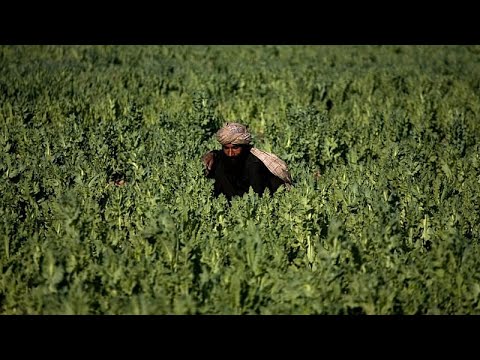Pakistan, la polizia distrugge i campi di papavero da oppio