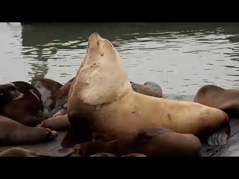 Il leone marino gigante Chonkers attira la folla a San Francisco
