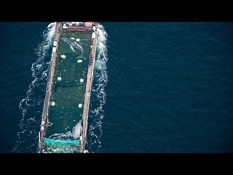 Megattera arenata in Germania liberata nel Mare del Nord