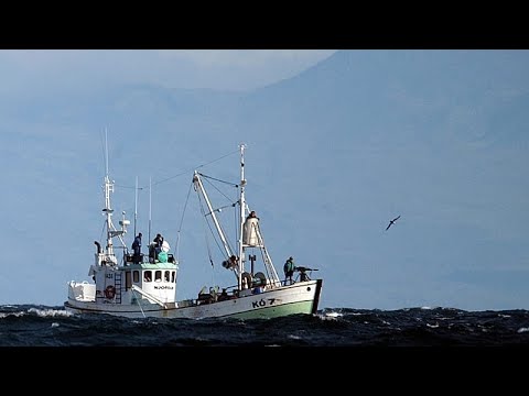 Islanda, prime balene uccise dal 2023: riprende la caccia