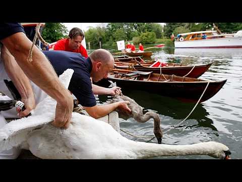 Censimento Swan Upping sul Tamigi: giovani cigni in salute ma rifiuti in aumento