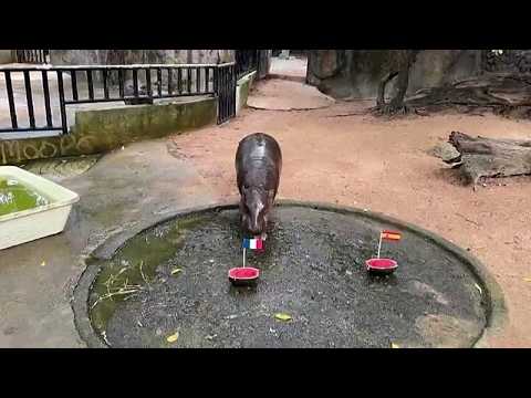 Ippopotamo pigmeo in Thailandia prevede finale Mondiale Francia-Argentina