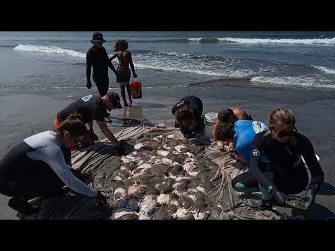 Boom di razze nelle acque della California: sulle spiagge record di feriti